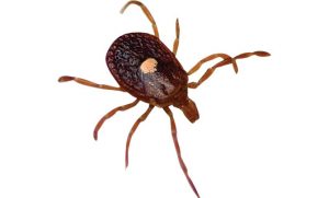 Tick. Photo: ©istock.com/epantha