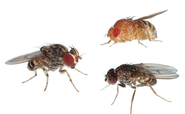 Fig. 1. Meet some pest drosophilids: Phortica variegata (left), a red-eyed Drosophila sp.
(top right), and the dark-eyed Drosophila repleta (bottom right).