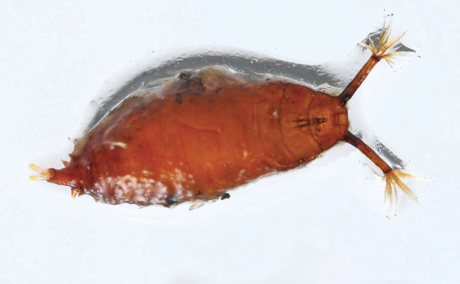Fig. 4. A pupa of Drosophila repleta shows its extended anterior breathing tubes, which allow it to remain
in wet areas to complete
its life cycle.