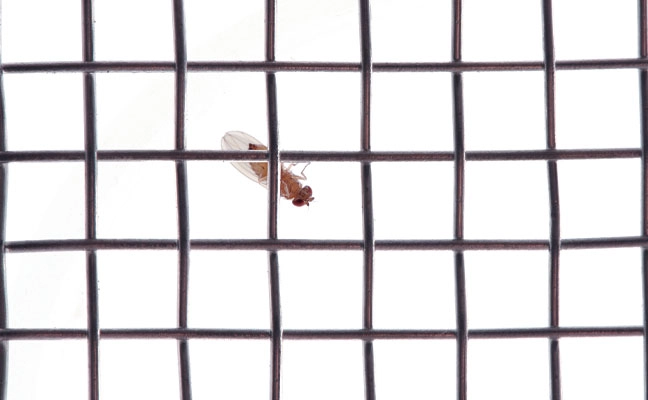 Fig. 7. A small Drosophila species contemplates the ease of getting through
this #10 mesh screen (10 wires per inch).
